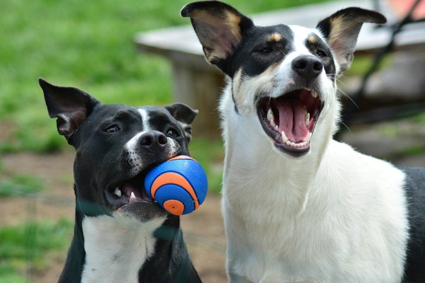 How do you create a diet plan for a diabetic Fox Terrier?