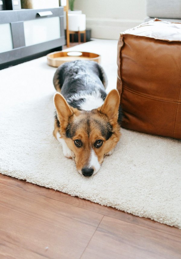 How can you effectively train a Pembroke Welsh Corgi to compete in agility trials?
