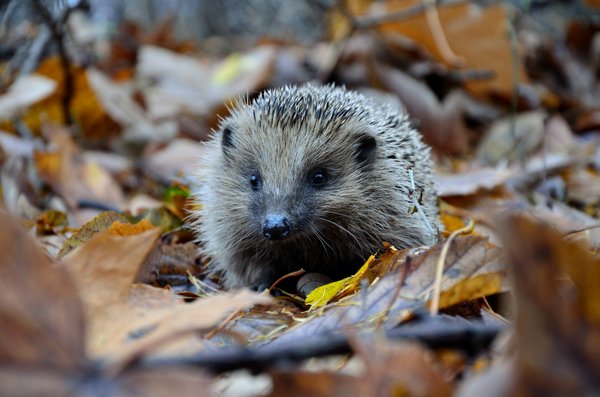 What innovative methods are UK researchers using to track hedgehog populations in urban areas?