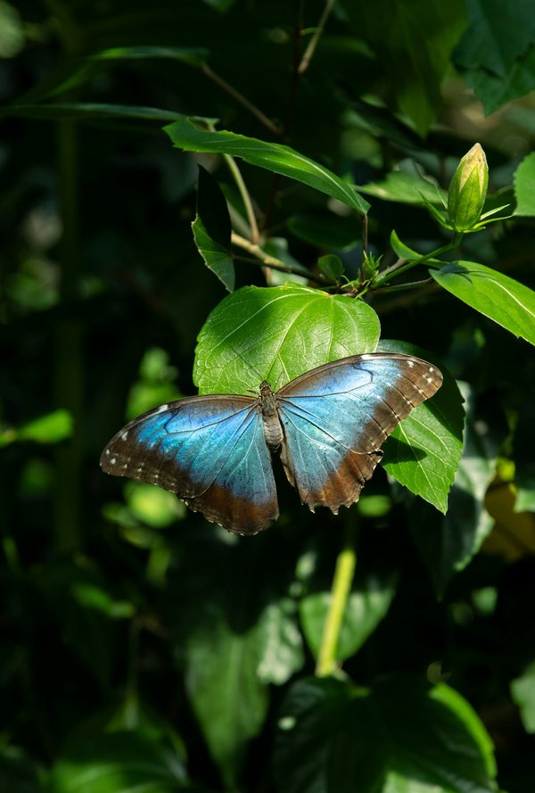 How are UK butterfly conservatories contributing to the preservation of endangered species?