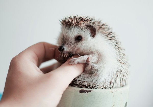 How to build a hedgehog-friendly bonfire to avoid harming wildlife?